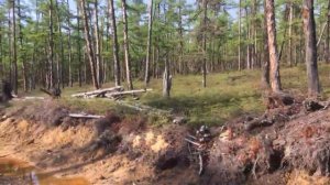 Лес в р-не ручья Джахари, р.Тагэму