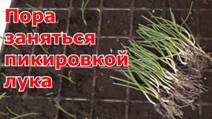 Пикировка рассады лука. Репчатый лук из семян (чернушки) за одно лето.