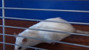 Что нужно беременной крысе? Булочка (беременная декоративная крыса) и Корочка (пасюк) наши девочки!