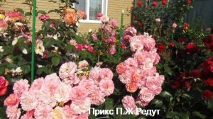 Мой Розовый Сад 2020г.Июль.Немного лета!!!  Розы Розоман Жанон; Прикс П.Ж. Редут; Пиано.(1часть).