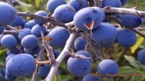 Слива колючая (prunus domestica) ? колючая слива обзор: как сажать, саженцы сливы
