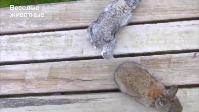 Funny Rabbits Compilation 2017