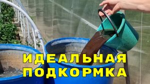 натуральная подкормка для томатов, огурцов - куриный помет, но его надо правильно приготовить