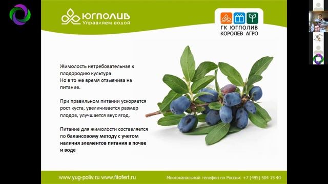 Стратегия полива и питания плантации жимолости по фазам роста. Засько В. смотреть онлайн