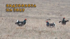Видеоохота на тетерева на току. Петухи дерутся.