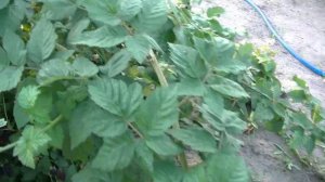 Ежевика сорта Блек Бьют. Ранний сорт, крупная ягода.