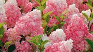 Почему не цветет гортензия метельчатая