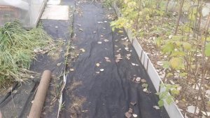 Огород на воде? Опилки в помощь.
