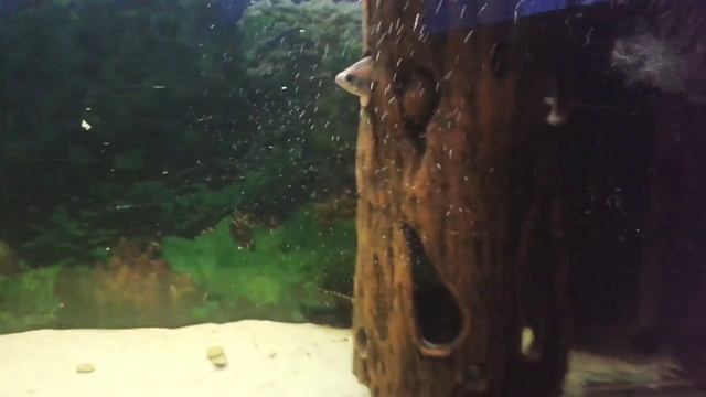 Рыбка в аквариуме застряла в гроте смотреть онлайн