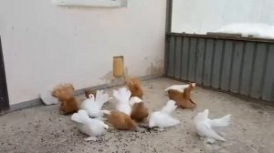 Уральские декоративные и статные голуби Малишевского АА из г. Челябинск