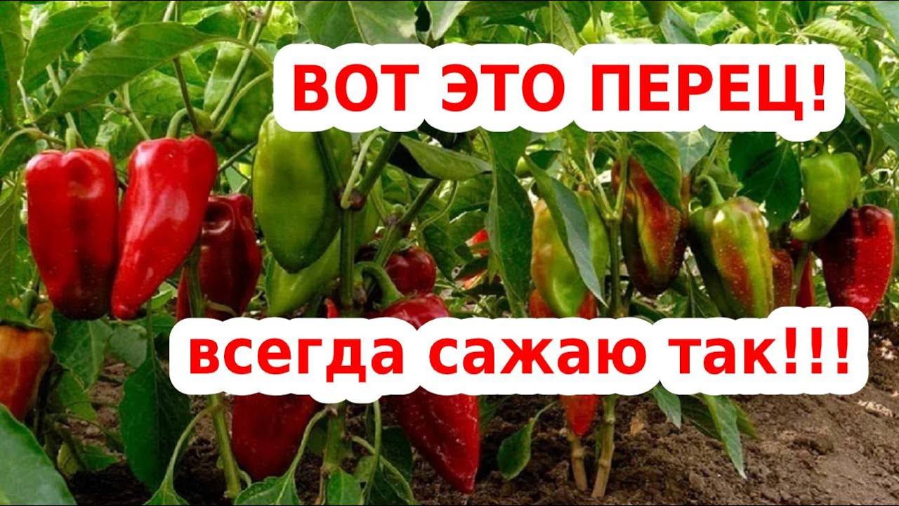 ГАРАНТИРОВАННЫЙ УРОЖАЙ ПЕРЦА!