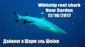 Белоперая рифовая акула на Near Garden в Шарм эль Шейхе. Дайвинг