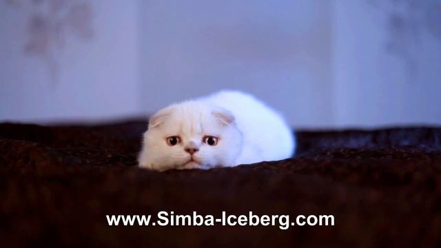 Скоттиш-фолд лиловый серебристый табби поинт кошка Diana of Simba Iceberg (SFS cs 21 33) смотреть онлайн