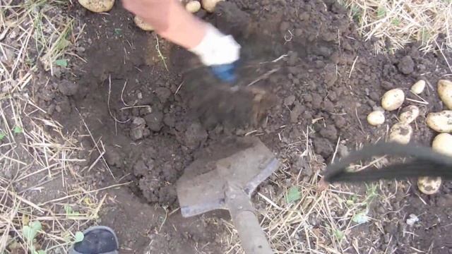 Картофель Каррера, супер урожайный.