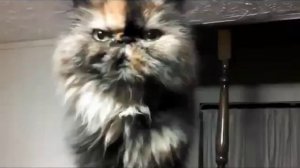 РЖАЧНЫЕ ГОВОРЯЩИЕ КОТЫ   ЛУЧШАЯ подборка СМЕШНЫХ видео с КОШКАМИ