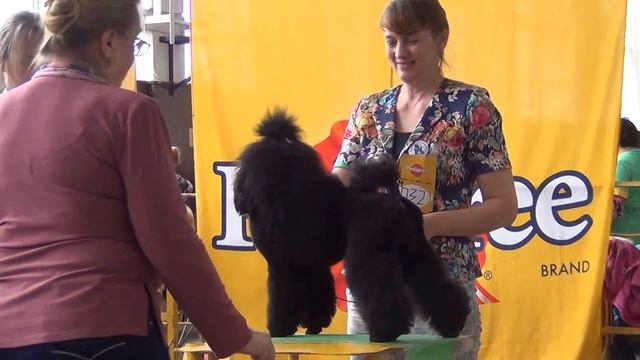 00194Моно пуделей 'ЧЕЛЯБА' 2015  малая черная сука юниорка смотреть онлайн