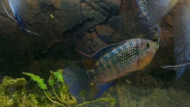 Цихлазома Пчелка (Cichlasoma octofasciatum) смотреть онлайн