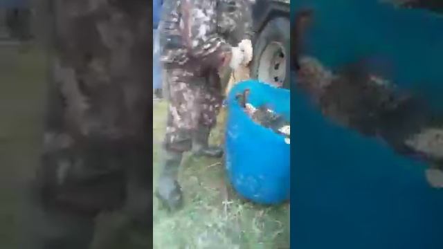 Зарыбление 06.05.21 9 Карпов часть 2 смотреть онлайн