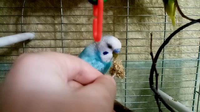 КАК ПРИРУЧИТЬ ПОПУГАЯ К РУКАМ? - Рабочий и быстрый способ! смотреть онлайн