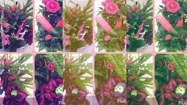 Декоративнолистные и цветущие цветы в доме.