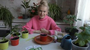 Посев сельдерея на рассаду