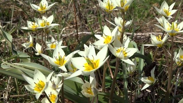 Пчёлы на ранне_весенних цветах - немного релакса. смотреть онлайн