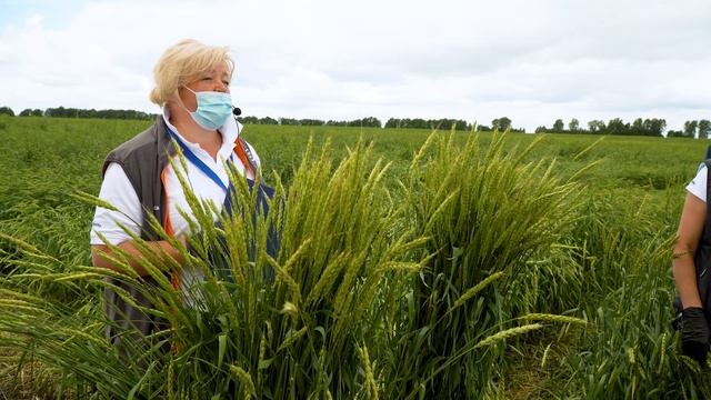 АГРОСИЛА и СИНГЕНТА презентовали инновационные средства защиты растений на базе реального хозяйства