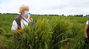 АГРОСИЛА и СИНГЕНТА презентовали инновационные средства защиты растений на базе реального хозяйства