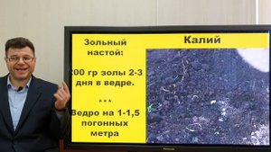 Подкормка клубники во время бутонизации и цветения