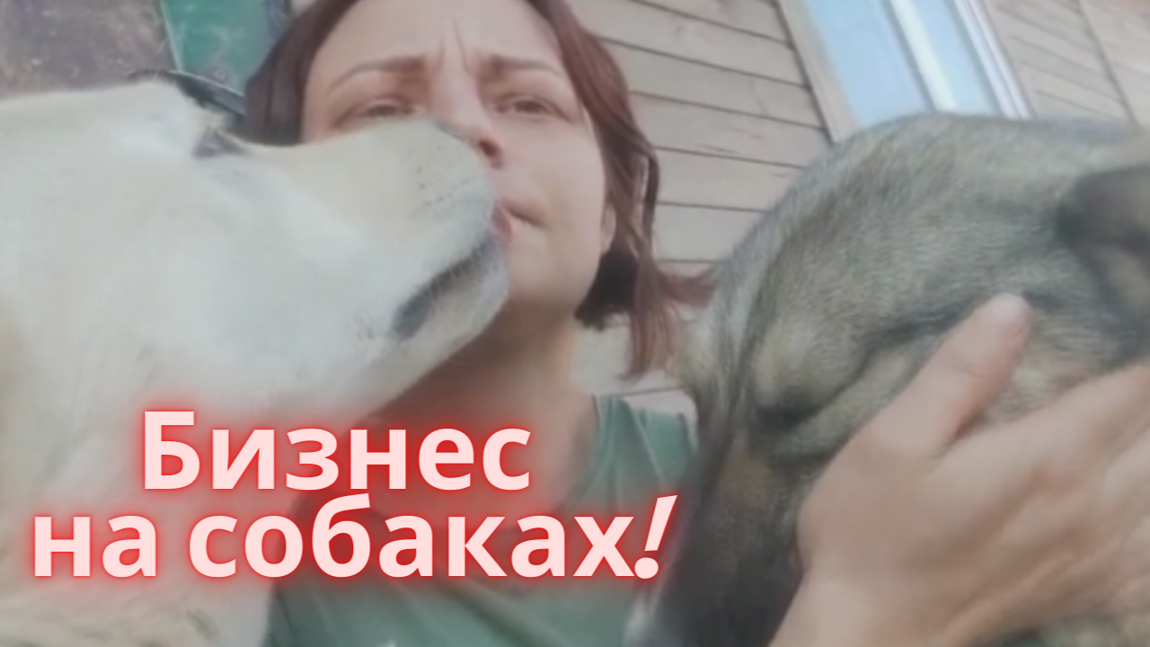 Бизнес на собаках? Показываем передержку - смотрите сами...