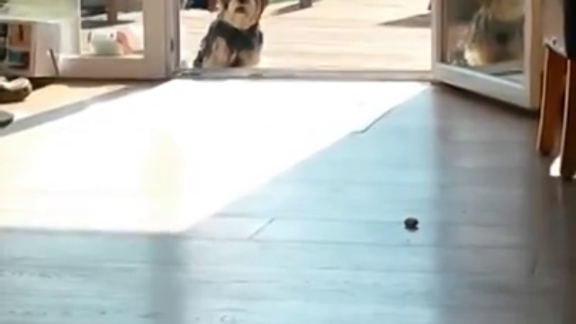 Собака думает что там стеклянная дверь ))