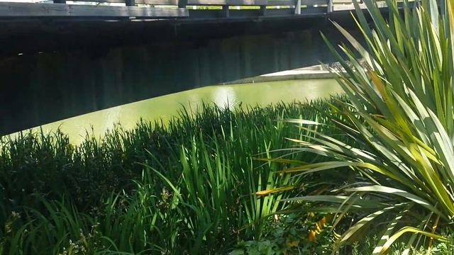 Гранат цветет. смотреть онлайн