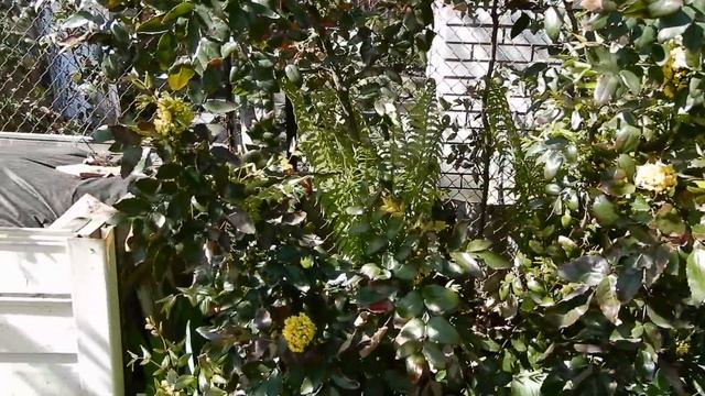 Арабис. Фиалка Сестринская. Удалять или не удалять пасынки на пионах? смотреть онлайн