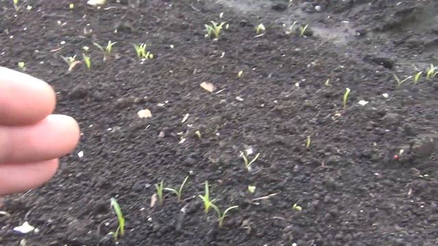 Морковка на 4 июня 2017 года Всходы морковки дача огород сад смотреть онлайн