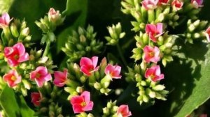 Каланхоэ отцвел! Что с ним делать дальше?