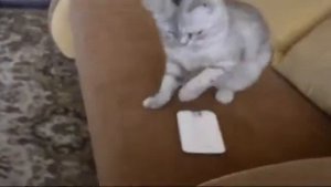 Приколы про котов Смешные домашние животные Кошка  охранник .