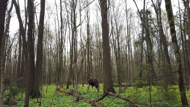 Лось?. Лосиный остров?