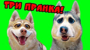 ПРАНКИ НАД СОБАКАМИ ХАСКИ!! (Хаски БУБЛИК) Говорящая собака DOGVLOG
