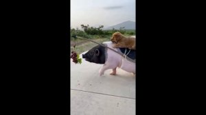 СОБАКА СВИНЬЕ ТОВАРИЩ | ПРИКОЛЫ С ЖИВОТНЫМИ | ВИДЕО С ТИК ТОК