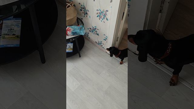 Такса🐶 и робот пылесос. Сильва растет, но привычки остаются :)))