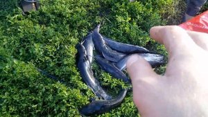 #Кармут #Африканский сом в Пензе. В наличии и под заказ, оптом и в розницу. на еду и в пруды.