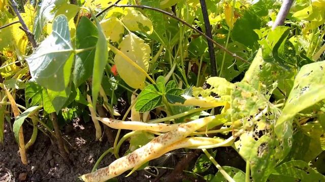 Фасоль и 5 причин, чтобы начать употреблять. Польза и вред фасоли смотреть онлайн