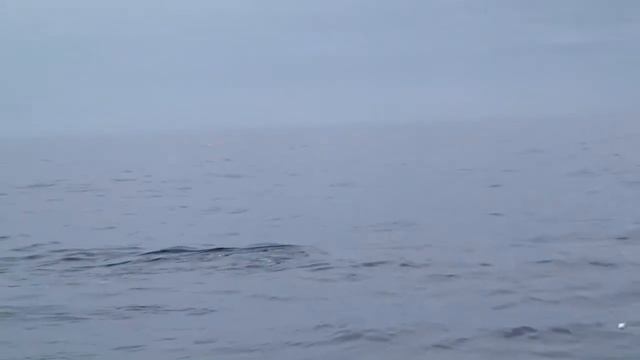 Кашалот перед нырянием смотреть онлайн