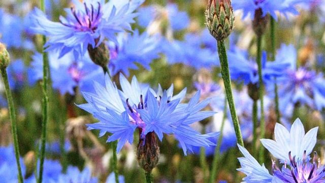 Василек синий, вид семейства Астровые смотреть онлайн
