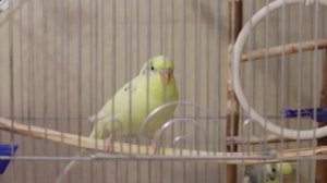 ? Волшебное пение волнистого попугая Тоши ? #ТОШАКАРТОША 6?