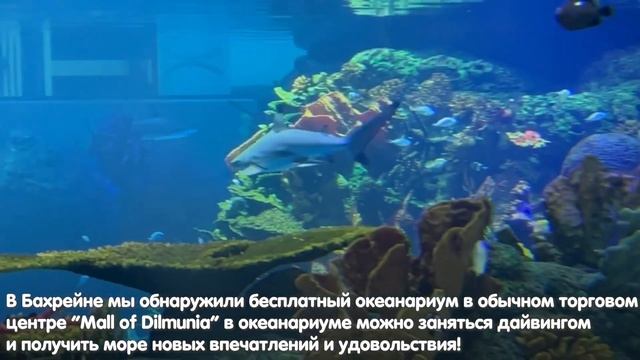 БАХРЕЙН ВЛОГ 2022 смотреть онлайн