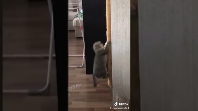 Домашние животные. ржачные приколы посмотрите. смех до слез. 19 часть