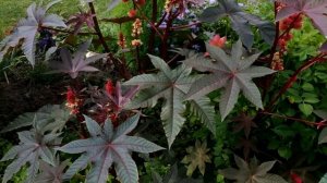 БЫСТРАЯ , ЛЕНИВАЯ КЛУМБА, САМЫЕ НЕПРИХОТЛИВЫЕ КРАСИВЫЕ РАСТЕНИЯ ДЛЯ САДА   БЕЗ ПИКИРОВКИ