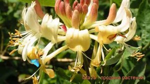 Жимолость каприфоль Инга (lonicera caprifolium) ? Инга обзор: как сажать, саженцы жимолости Инга