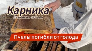 Пчёлы не пережили сибирскую зиму и погибли от голода.